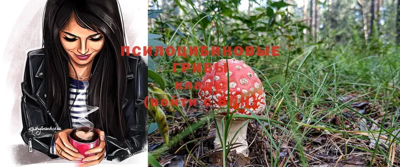 Галлюциногенные грибы Psilocybe  Гусиноозёрск 